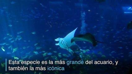 Mantarrayas despliegan su esplendor en acuario de Singapur