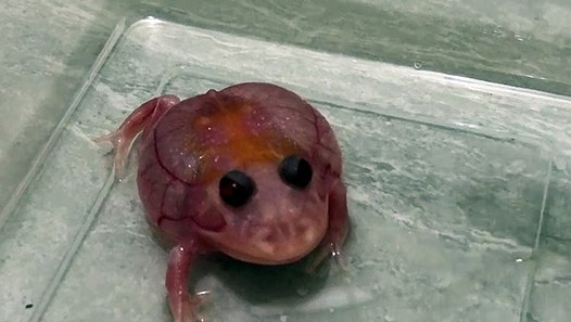 mutant pacman frog