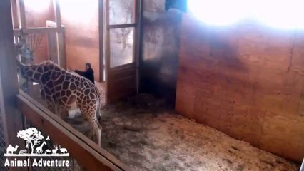 April the Giraffe Live Update with Corey | Cleaning Time