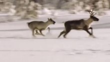 Renas Com Lobos Por Perto
