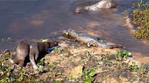 Lontras Vs Crocodilos E Jacarés