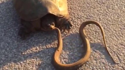 Tartarugas Vs Serpentes Em Cenas Incríveis