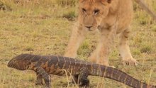 Lagarto-Monitor Vs Leões E Leopardos