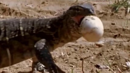 Lagarto-Monitor Roubando Ovos E Paz A Crocodilos