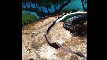 Morning exercise of otter