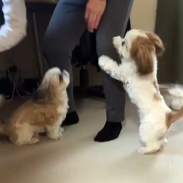 Ces deux adorable chiots sont trop mignons. Leur vidéo vous laissera orgasmique