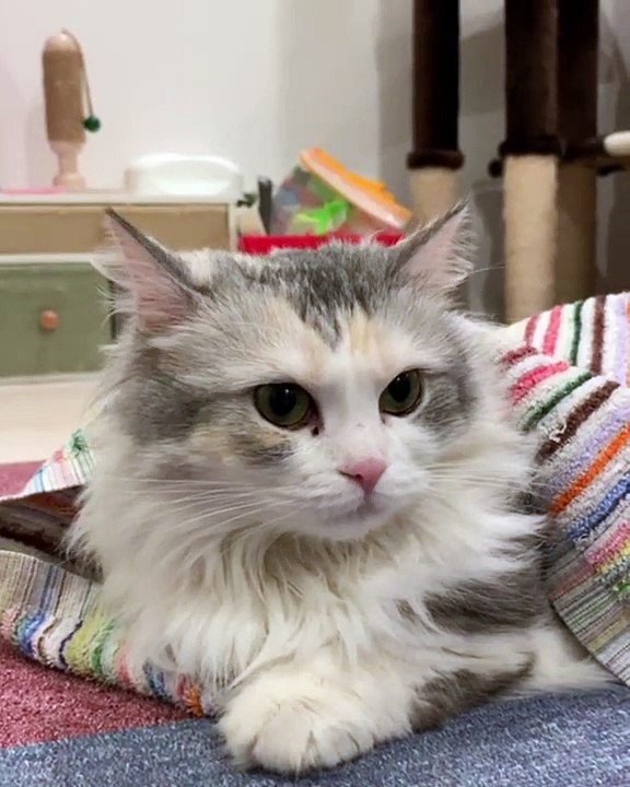 La vidéo de ces deux mignons chatons vous laissera orgasmique