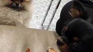 These two cute puppies are too adorable to see. Their attitude will leave you euphoric