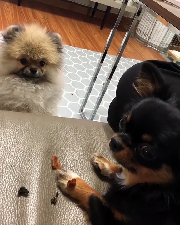 These two cute puppies are too adorable to see. Their attitude will leave you euphoric