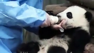This cute Panda loves the bottle
