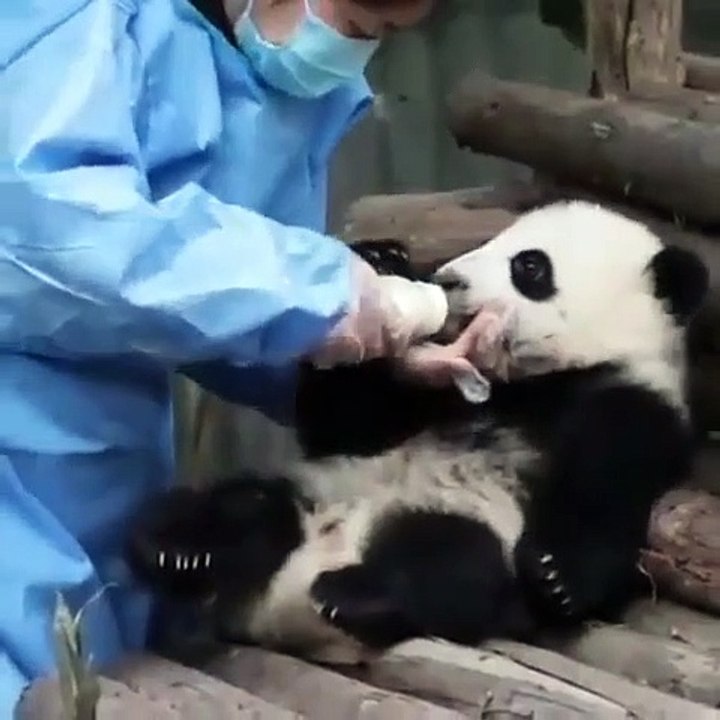 This cute Panda loves the bottle