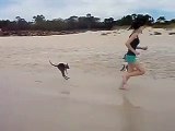 Un bébé kangourou adorable prend son premier bain de mer et il aime ça