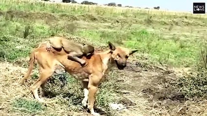 Download Video: Un chien adopte un bébé singe orphelin... Histoire magnifique