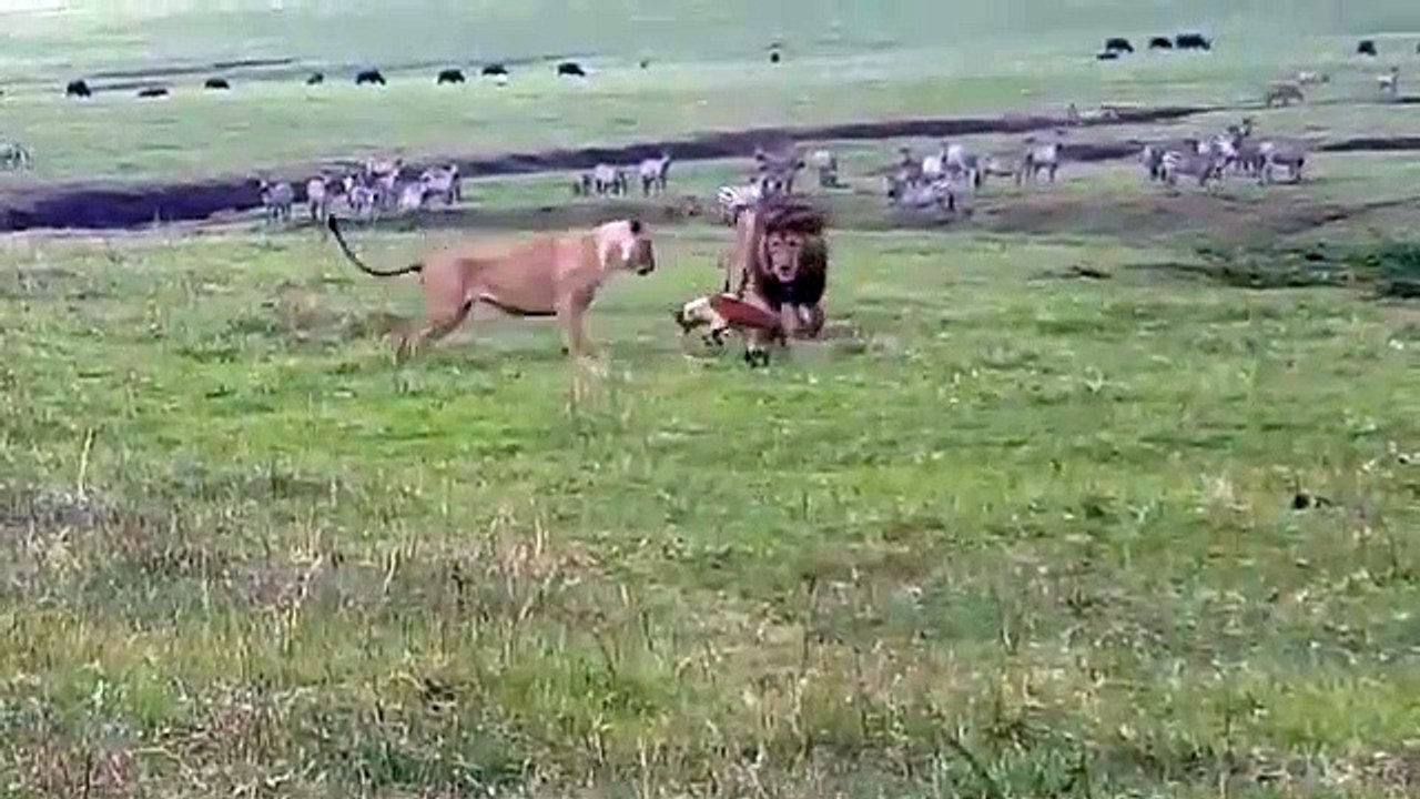 Un chien s'en prend à des lions en pleine savane... Courageux ou inconscient