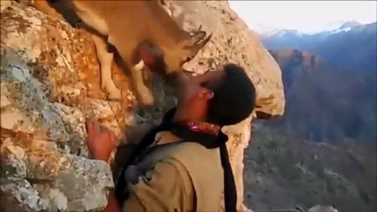 Cette petite chèvre des montagnes bloque le passage à un randonneur... Trop mignon