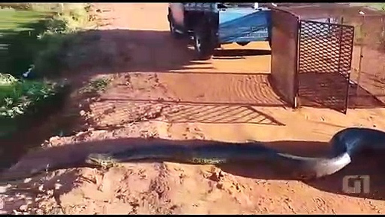 Ils remettent en liberté un anaconda de 180kg et 7m de long...