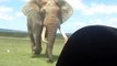En voiture, ils rencontrent un éléphant gigantesque... Effrayant et impressionnant