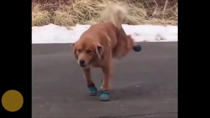 Dog wearing Boots for first time