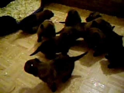 chiots berger belges malinois