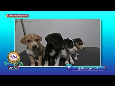 Mensajeros Urbanos: ayudando a perritos callejeros | Sale el Sol