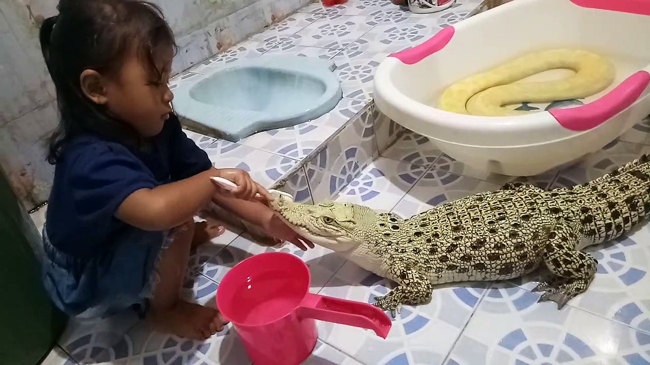 Crocodile Gets Cleaned
