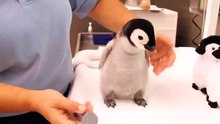 Ce bébé manchot est juste adorable