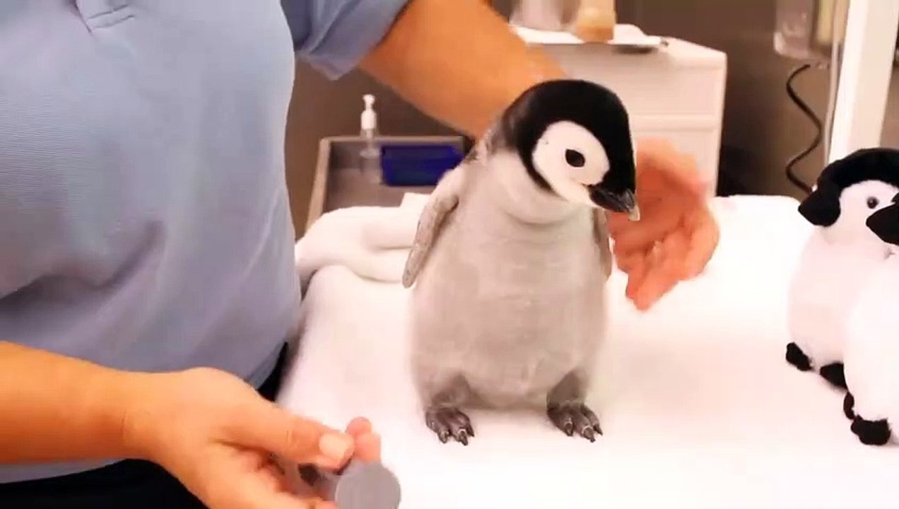 Ce bébé manchot est juste adorable