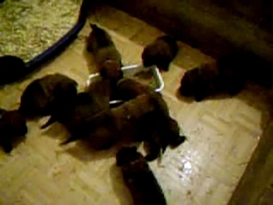 chiots berger belges malinois