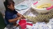 Une petite fille calmement brosse les dents d'un crocodile