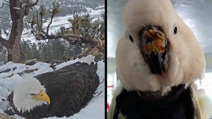 Let's See What The Birds Are Up To