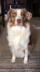 Pup Puzzled by Cheese Challenge