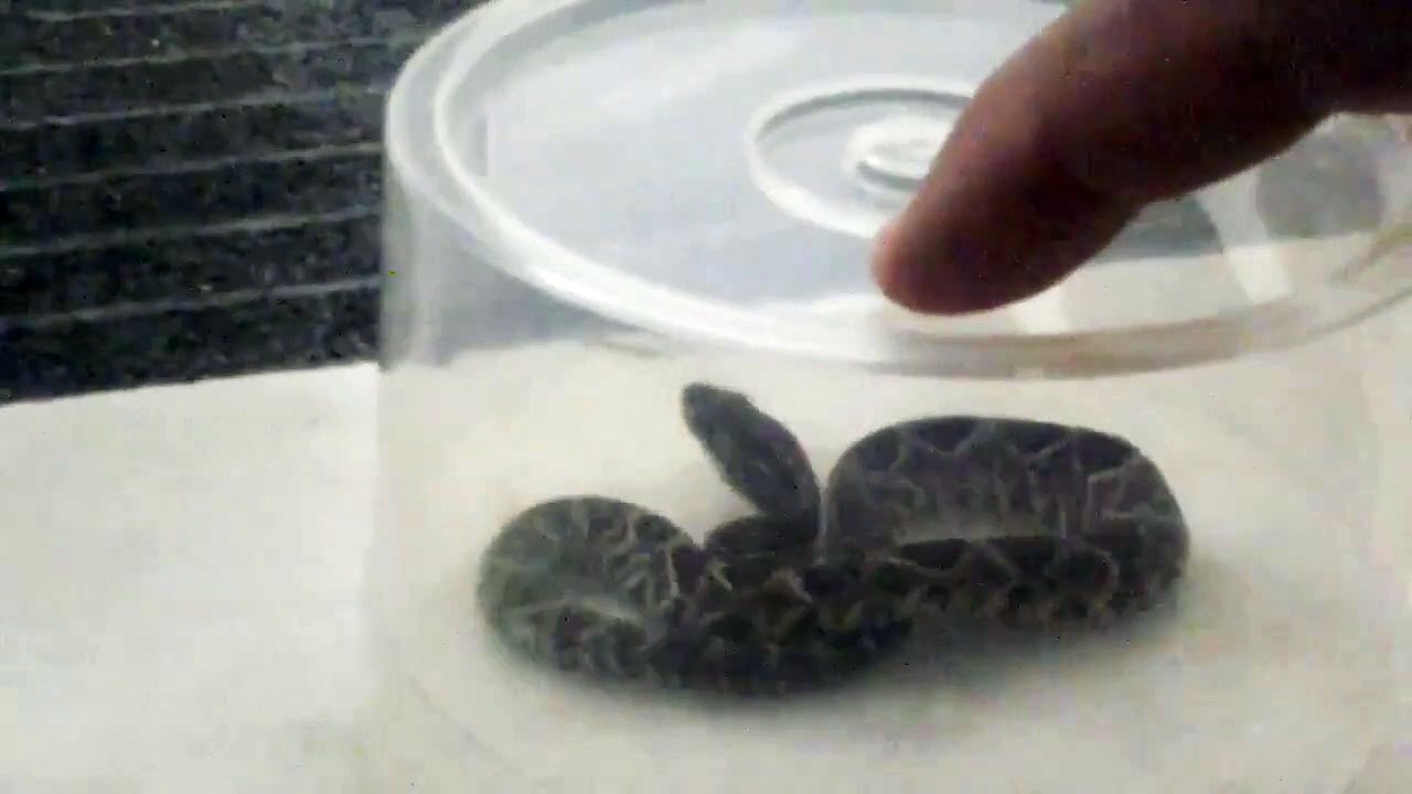 A cobra que veio do Nada