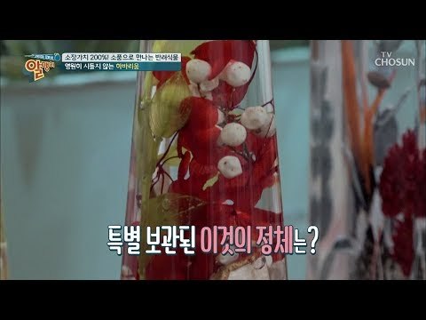 소장가치 甲 영원히 시들지 않는 꽃의 정체는? [알맹이] 7회 20190127