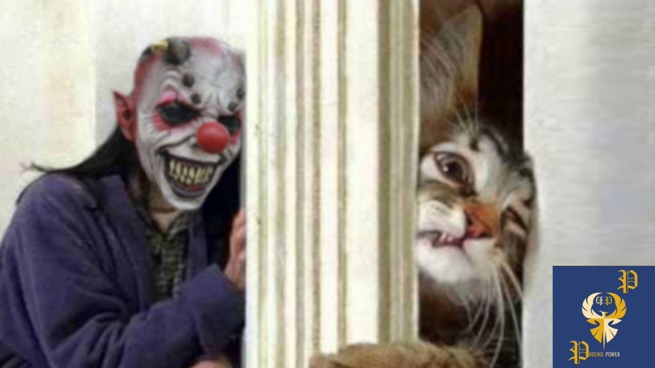 Funny Cats Scared of Masks Part 4 video Dailymotion