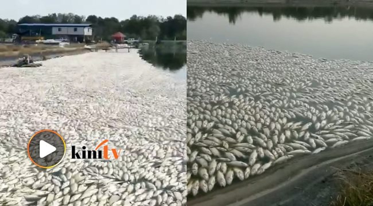 Video ikan mati di Pasir Gudang palsu