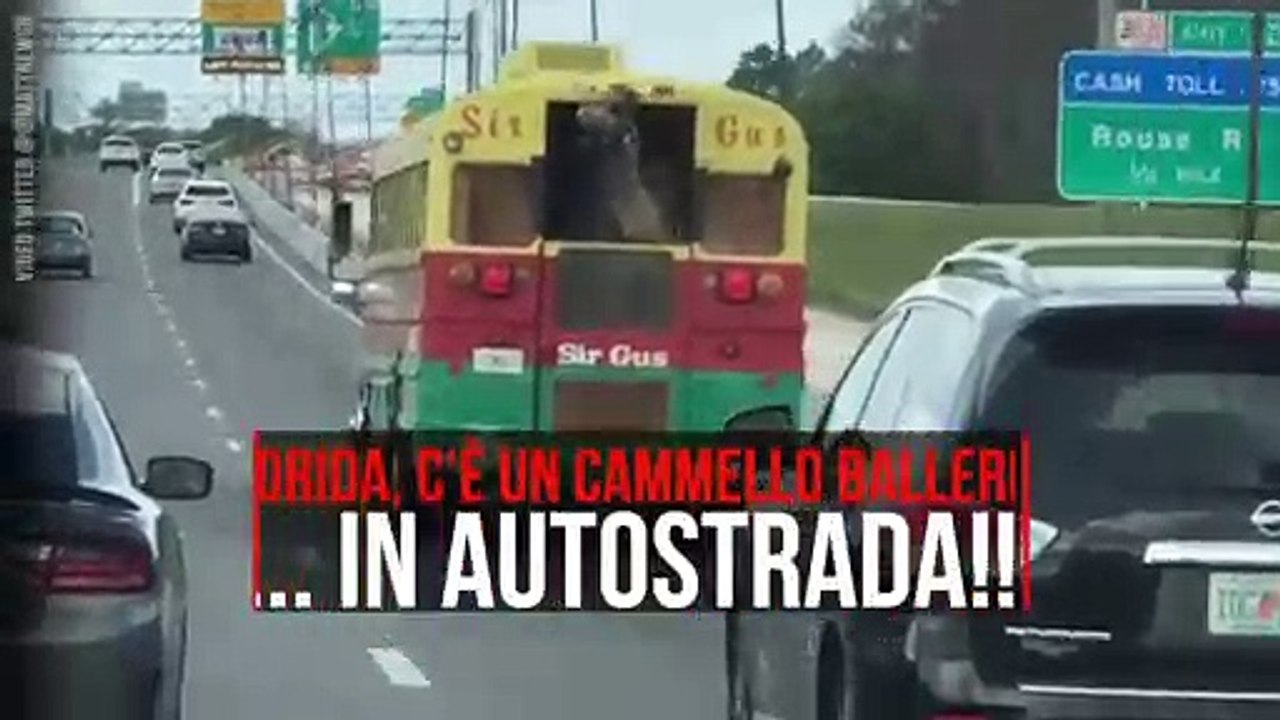 Okul Servisiyle Deve Taşımak