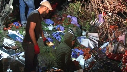 25 ton domates yüklü tır devrildi...Karayolu domates tarlasına döndü