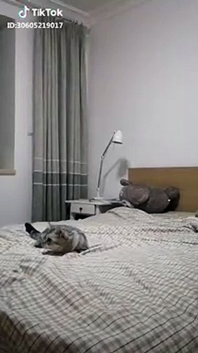 Dog & cat 53