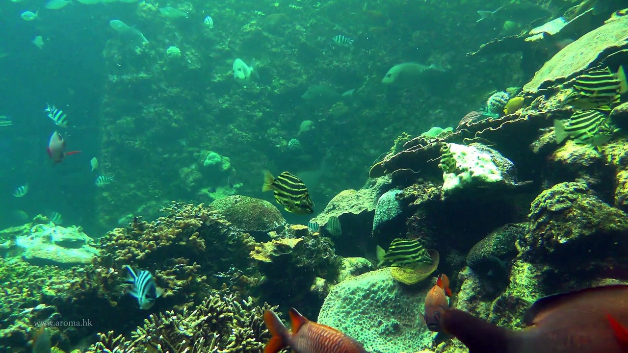 KUSHIMOTO MARINE PARK 串本海中公園水族