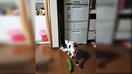 Kedilerin salatalık ile imtihanı :) :)