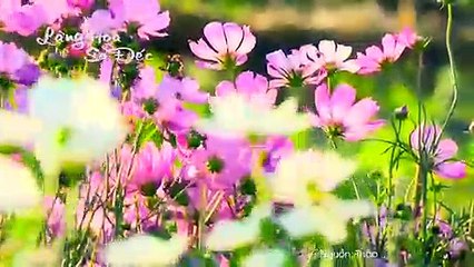 VMS LÀNG HOA SA ĐÉC