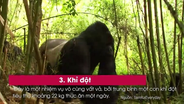 MS Top 5 ông bố chăm con giỏi nhất thế giới động vật: Bất ngờ với vị trí đầu tiên