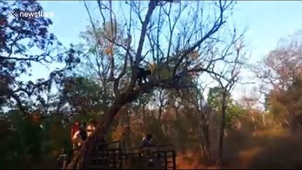 Heartwarming moment rescued bear steps out of cage for freedom