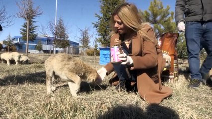 Üniversite öğrencilerinden hayvanlar için kulüp - NİĞDE