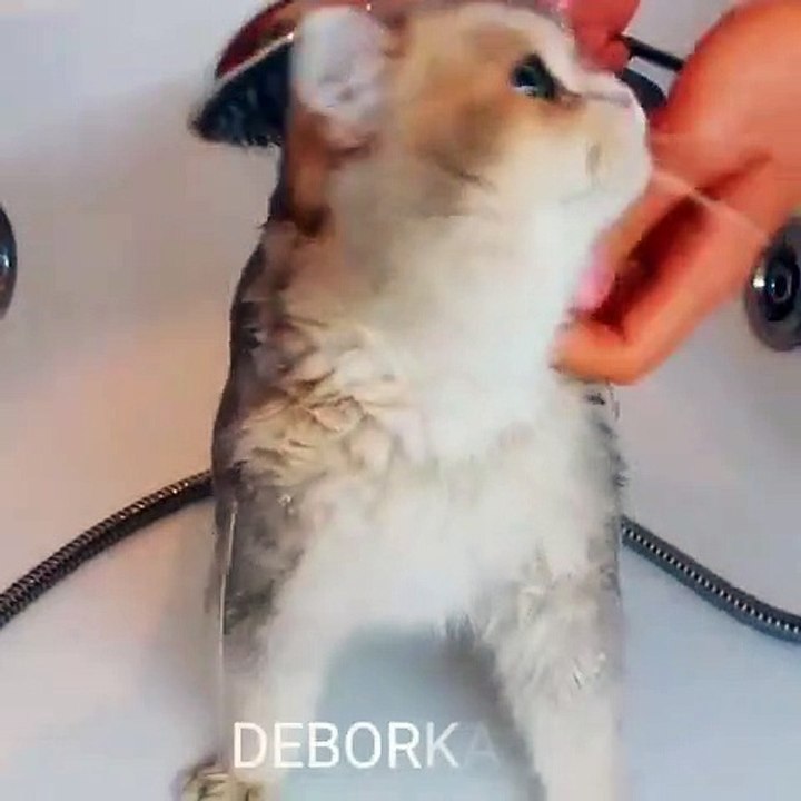 Dog & cat 55