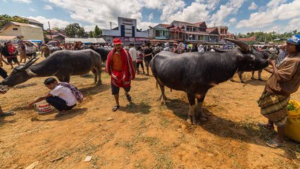 Toraja Tolak Wisata Halal