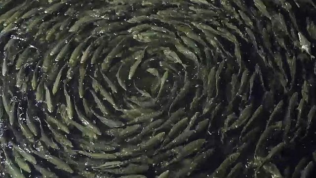 How fish farming is reducing its impact on the environment
