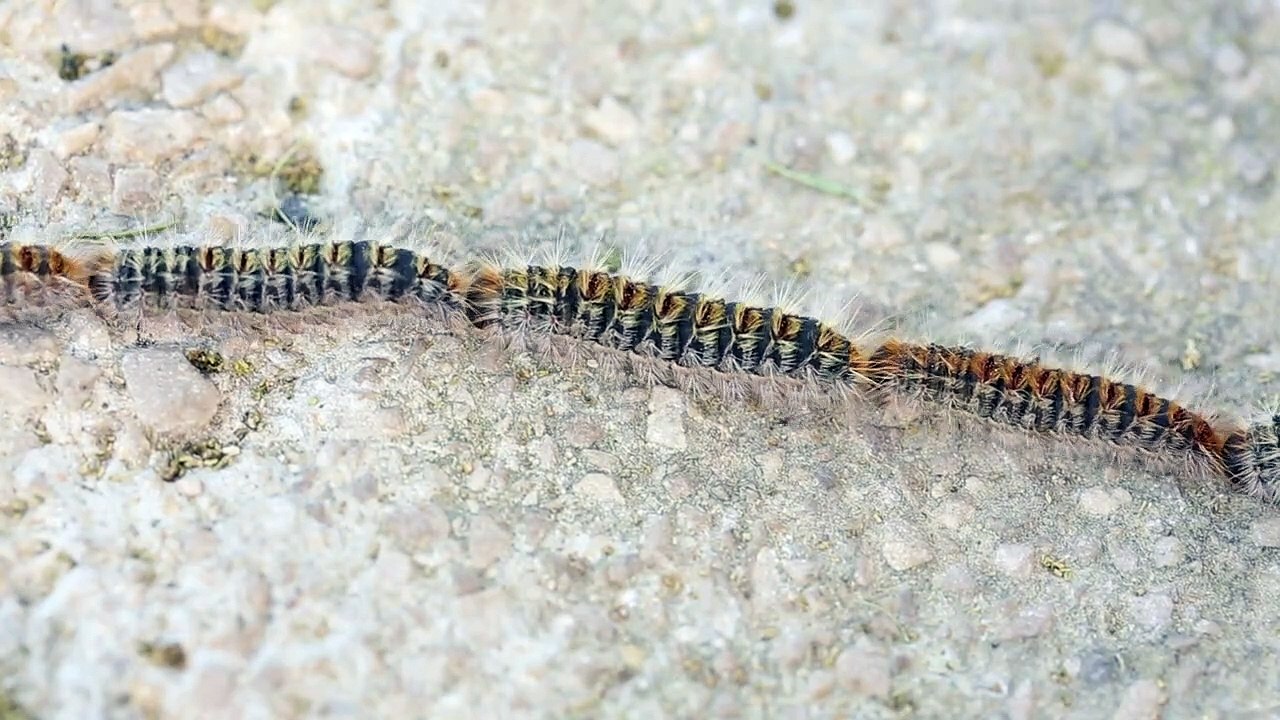 Five-metre-long procession of caterpillars march along path in Spain