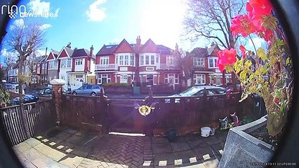 There's a buzzing at the door! Bee sets off doorbell-cam in London street