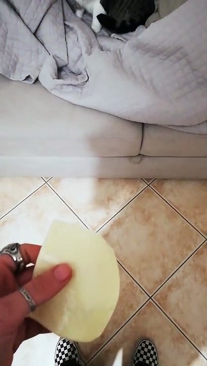 Cat breaks after being cheesed